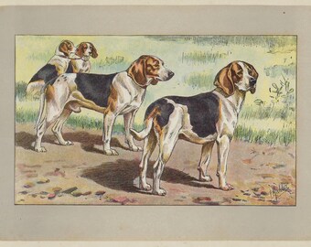 1907 BEAGLES dog print. Antique hound dog print. Gundog lithograph. Dog wall art. Dog print for gift. 117 Years old. P. Mahler