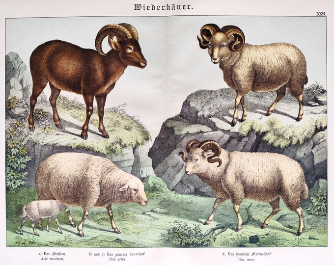 1886 Vintage Ruminants Print Sheep Ram Mouflon Farming and Hunting ...