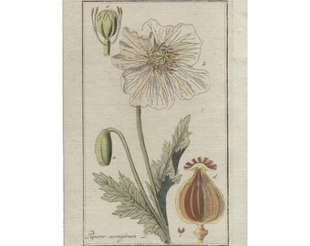 1796 PAPAVER SOMNIFERUM, opium poppy, 18th century original print, antique botanical engraving, hand colored, flowers wall art, plants gift