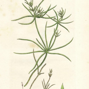 1808 Vintage Algae Print Antique Sowerby&#39;s Engraving Botanical Gallery Print Vintage Natural Floral Wall Art Greenery Wall Decor