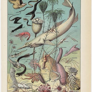 LÁMINA DE MUNDO SUBMARINO DE 1922. Lámina original de animales vintage. Lámina de Larousse. Ilustración francesa. Lámina de vida marina. Lámina de 103 años.