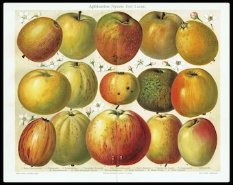 1903 antieke appels afdrukken vintage appels keuken decor fruit botanische muur kunst fruit Home decor appels poster vintage fruit decor