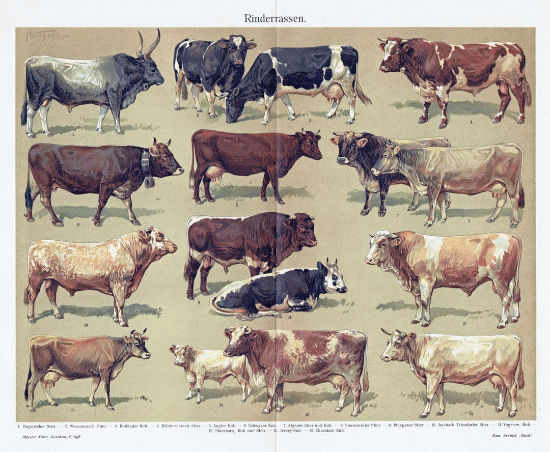 1903 - Vintage Cattle Breeds Print Antique Cow Breeds Print Vintage ...