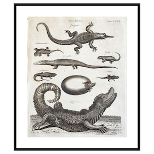 1797 Antique Lizard Print Vintage Crocodile Engraving Cayman Wall Art Reptiles Wall Decor Exotic Wildlife Plate for Gift