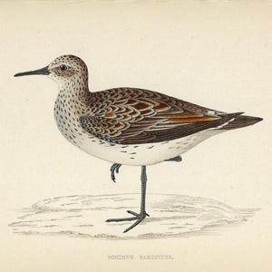 1862 Schinz&#39;s Sandpiper Print Vintage Shorebird Wall Art Vintage Bird Illustration Rustic Nature Decor Country Wall Gallery Naturalist Gift