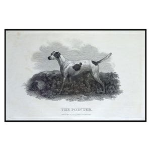 Stampa antica di un pointer inglese del 1802, opera d'arte originale da parete raffigurante un cane da caccia, illustrazione vintage di un cane, parete dedicata ai cani, regalo per chi possiede un pointer