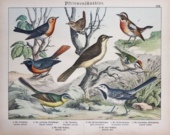 1886 GartenVÖGEL, Antiker Vogeldruck, Original deutsche Illustration, Vogelwandkunst, Antikes Vogeldekor