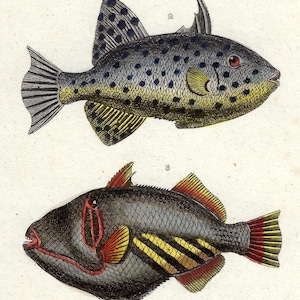 1836 Antique Fishes Print Hand Colored Print Ocean Life Vintage Fish Print Gift Antique Triggerfish Artwork Natural History Lacepede