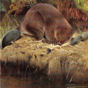 1901 BEAVER Stampa Vintage Beaver Litografia Arredamento per la casa Stampa artistica di animali antichi Poster vintage di fauna selvatica Arte naturalistica per regalo Decorazione forestale