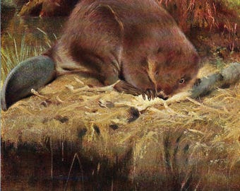 Impressão de castor de 1901, litografia de castor vintage, decoração para casa, arte de animal antiga, pôster vintage de vida selvagem, arte da natureza para presente, decoração de floresta