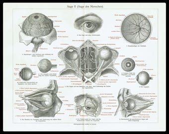 1903 Antiker Druck des MENSCHLICHEN AUGES. Lithographie Anatomie. OPHTHALMOLOGIE-Chirurgie. Doktoren Wandkunst. 121 Jahre alter Druck