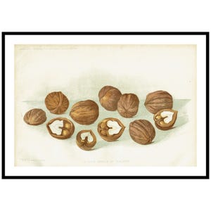 1901 Walnut Print Antique Nut Illustration For Rustic Kitchen Wall Decor Vintage Fruits Gallery Wall Gift For Gardeners Cooks And Collectors