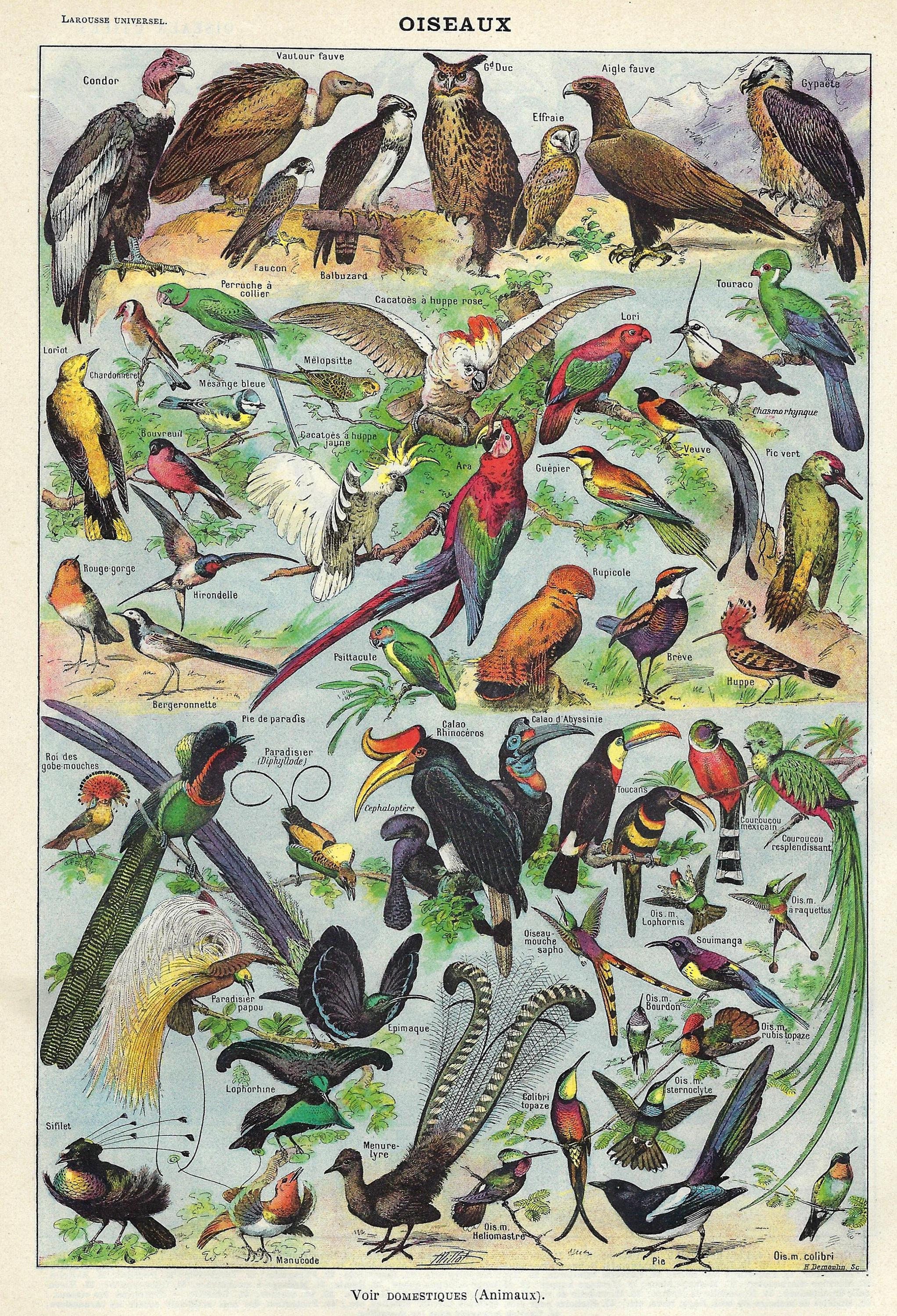 1922 Vintage Wild Birds Print Birds Wall Art Vintage Birds