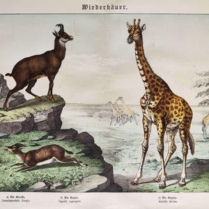 Stampa antica di ungulati del 1886, stampa vintage di giraffa, stampa di camoscio alpino, decorazione da parete di gazzella, opera d'arte di storia naturale da regalare