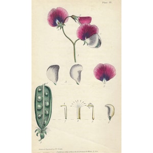 1799 Garden Pea Antique Botanical Print Hand Colored Rustic Wall Decor Vegetable Illustration Gift For Gardener Or Botanical Art Collector