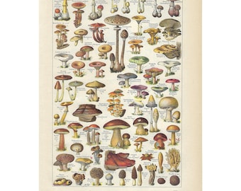 Planche Ancienne Champignons Comestibles Et Vénéneux Illustration 1953 P. Cordonnier