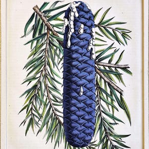 1854 Yeddo Spruce Evergreen Conifer Botanical Print Vintage Botany Art Antique Print Gardening Wall Art  Hand Colored Botanic Artwork