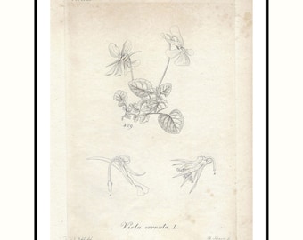 1825 Antique Botanical Copperplate Horned Violet Vintage Flower Print For Cottagecore Wall Decor