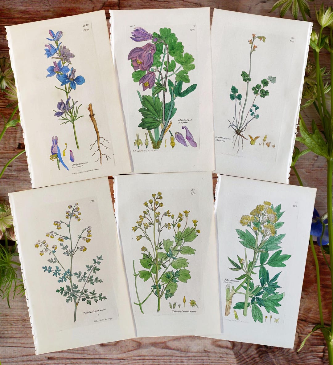 1838 Botanical Prints Antique Flowers Engraving Vintage Flower Lover ...
