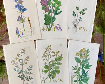 Gravure botanique de 1838, fleurs anciennes, cadeau vintage pour les amoureux des fleurs, art mural de jardinage, illustration florale, galerie botanique.