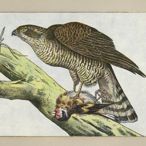 1907 Vintage SPARROWHAWK Print Falconry Wall Art Vintage Bird Print Old Bird Of Prey Wall Decor Falconer Print Hawking Poster Falconer Gift