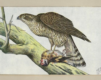 Lámina vintage de SPARROWHAWK de 1907, arte mural de cetrería, lámina vintage de aves, decoración mural de aves rapaces antiguas, lámina de cetrero, póster de cetrería, regalo de cetrero