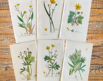 Gravure botanique de 1838, fleurs anciennes, cadeau vintage pour les amoureux des fleurs, art mural de jardinage, illustration florale, galerie botanique.