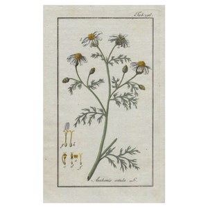 Grabado botánico de la planta con sus flores ANTHEMIS COTULA, Manzanilla hedionda. Grabado de Johannes Zorn, coloreado a mano original y publicado en Ámsterdam por Jan Christiaan Sepp en 1796.