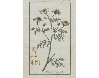 1796 ANTHEMIS COTULA, Manzanilla hedionda - grabado botánico original, arte de pared, impresión antigua del siglo 18, coloreado a mano