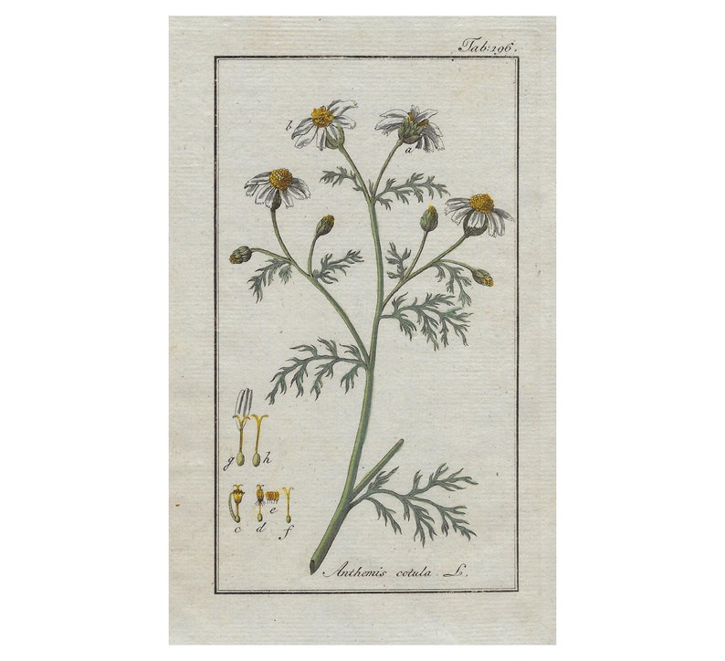 Grabado botánico de la planta con sus flores ANTHEMIS COTULA, Manzanilla hedionda. Grabado de Johannes Zorn, coloreado a mano original y publicado en Ámsterdam por Jan Christiaan Sepp en 1796.