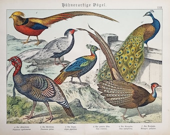 1886 PHEASANT BIRDS, TURKEYS, antique chromolithograph, original ornithology print, bird decor, chicken wall art