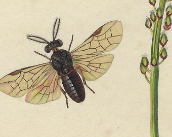 1825 Antique original hand colored copper engraving print - flowers, botany, insects - British Entomology, John Curtis