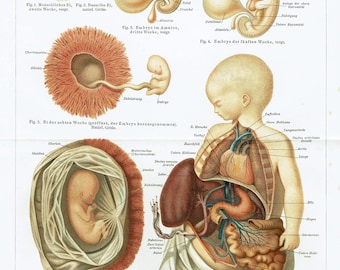 1893 Antique Lithograph of Human Embryology Vintage Medical Wall Art, Fetal Development, Anatomy Gallery Wall