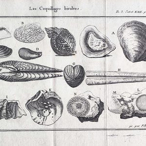 1735 - Antique Bivalve Shells Engraving Antique Seashell Print Vintage Marine Life Art, Oysters, Clams, Mussels 18th Century Natural History