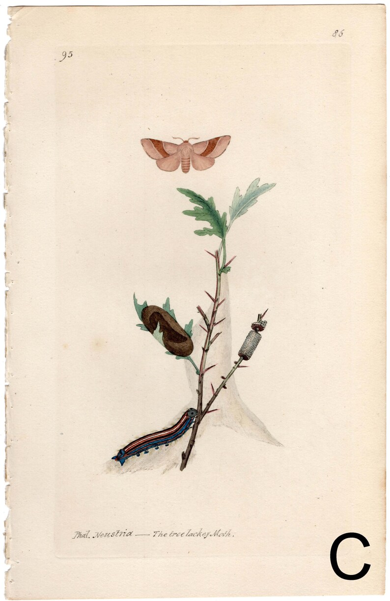 Moth Incarving Original 1820 Antique Moth Engraving by Edward Donovan, Hand-colored ...
