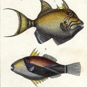 1836 Antique Fishes Print Hand Colored Print Ocean Life Vintage Fish Print Gift Antique Triggerfish Artwork Fishing Natural History Lacepede