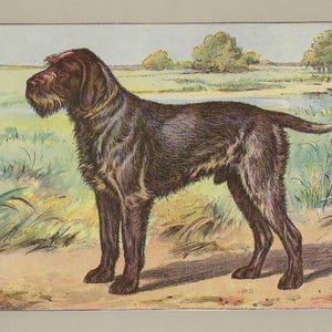 1907 GRIFFON KORTHALS Dog Print Antique Hound Dog Wall Decor Vintage Hunting Dog Artwork Original Dog Lover Wall Art 118 Years Old Print