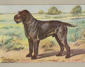 1907 GRIFFON KORTHALS Dog Print Antique Hound Dog Wall Decor Vintage Hunting Dog Artwork Original Dog Lover Wall Art 118 Years Old Print