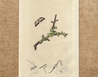 Lámina original de Curtis Butterfly de 1824, ilustración antigua de polilla y liquen coloreada a mano, póster vintage de naturaleza, decoración de pared estilo cottagecore