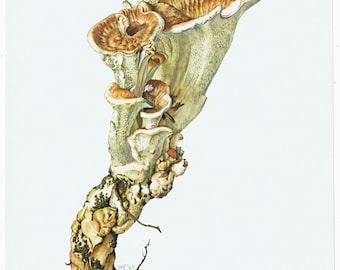 Op de afbeelding: Waterverfillustratie van een cluster van plaatjeszwammen, met een verscheidenheid aan vormen en texturen. De paddenstoelen tonen tinten bruin, beige en crème, met gedetailleerde weergaven van hun oppervlakken. Het kunstwerk bevat de tekst "Polypore des Montagnes".