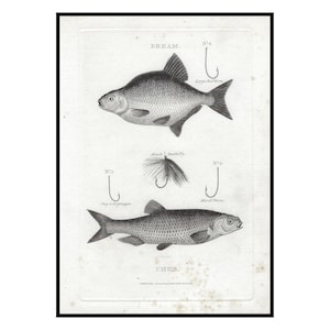 1801 Impresión de pesca de agua dulce BREAM y CHUB Grabado antiguo Impresión de peces de río Regalo de pesca Decoración de pared Póster de pesca de río ANZUELOS