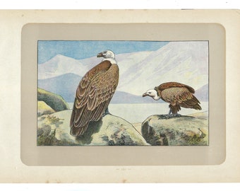 1907 GRINFISH VULTURE, Vogeldruck, aasfressender Greifvogel-Lithograph, Wandkunst, Jagddekor, Druck über 115 Jahre alt