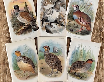 1896 Antique Game Bird Prints Set Vintage Hunting Decor Gift for Hunters Rustic Lodge Wall Art Partridge, Pheasant, Capercailzie, Francolin
