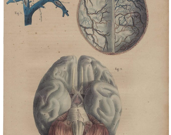 Brain Print From 1924 Antique Anatomy Print Vintage Medical Print ...