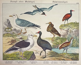 1886 Cromolitografía antigua de AVES NADADORAS, de pantano y zancudas, impresión antigua original, arte de pared de aves, ornitología
