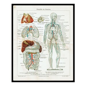 1903 Vintage Human Body Anatomy Print Vintage Physiology Print Original Anatomy Artwork Antique Gift for Medical Doctors Skeleton Wall Art