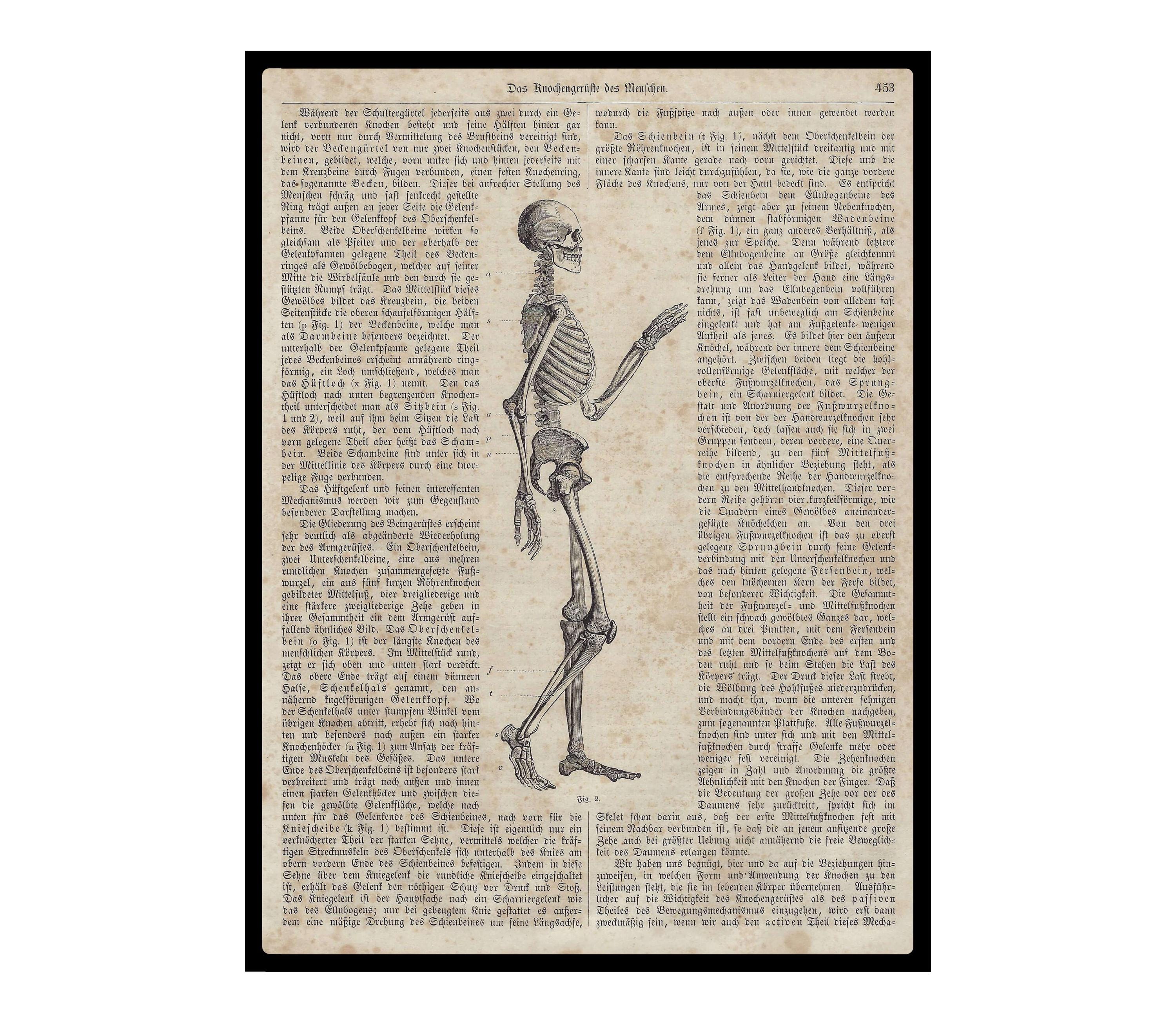 1860 Antique WALKING SKELETON Print Decorative Anatomy Print Human Body ...