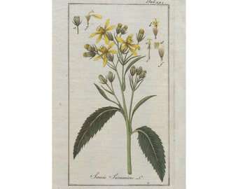 1796 SENECIO SARRACENICUS - gravure botanique originale, art mural, imprimé antique du XVIIIe siècle, coloré à la main