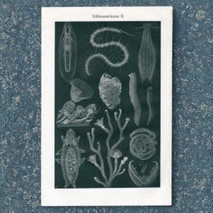 May include: A rectangular print titled Süßwasserfauna II featuring a collection of white biological illustrations of various freshwater organisms against a dark green background, including microscopic creatures, segmented worms, and branching structures.