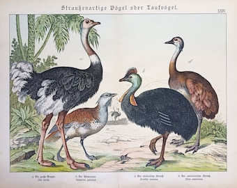 1886 OSTRICH, BUSTARD, CASUARY, antique bird print, original bird decor, bird wall art, ornithology lithograph